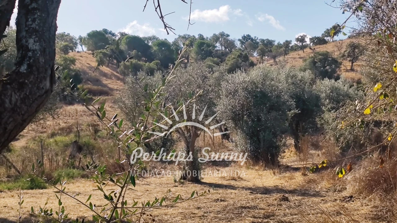 Terreno Agricola ou Rústico para Venda em Grândola e Santa Margarida da Serra Foto 14