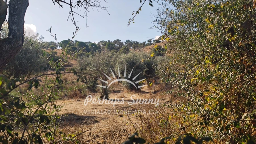 Terreno Agricola ou Rústico para Venda em Grândola e Santa Margarida da Serra Foto 4
