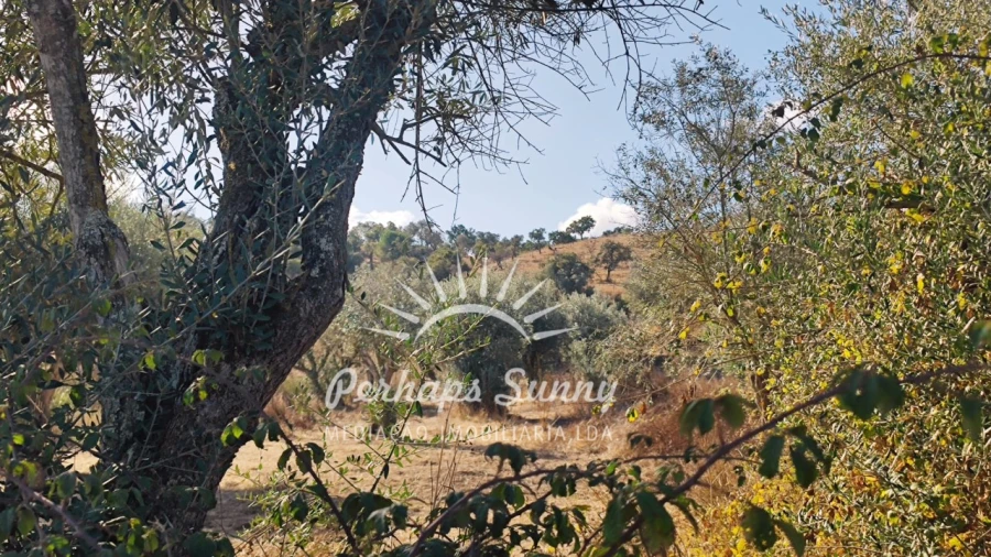 Terreno Agricola ou Rústico para Venda em Grândola e Santa Margarida da Serra Foto 7