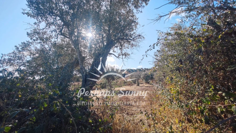 Terreno Agricola ou Rústico para Venda em Grândola e Santa Margarida da Serra Foto 11