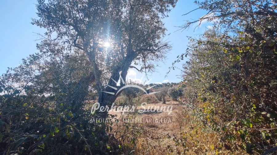 Terreno Agricola ou Rústico para Venda em Grândola e Santa Margarida da Serra Foto 12