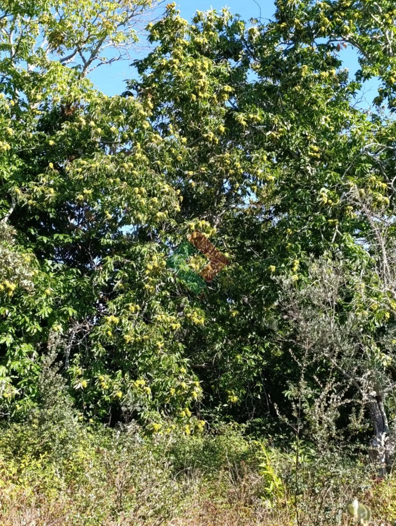 Terreno Agricola ou Rústico para Venda em São Salvador da Aramenha Foto 3