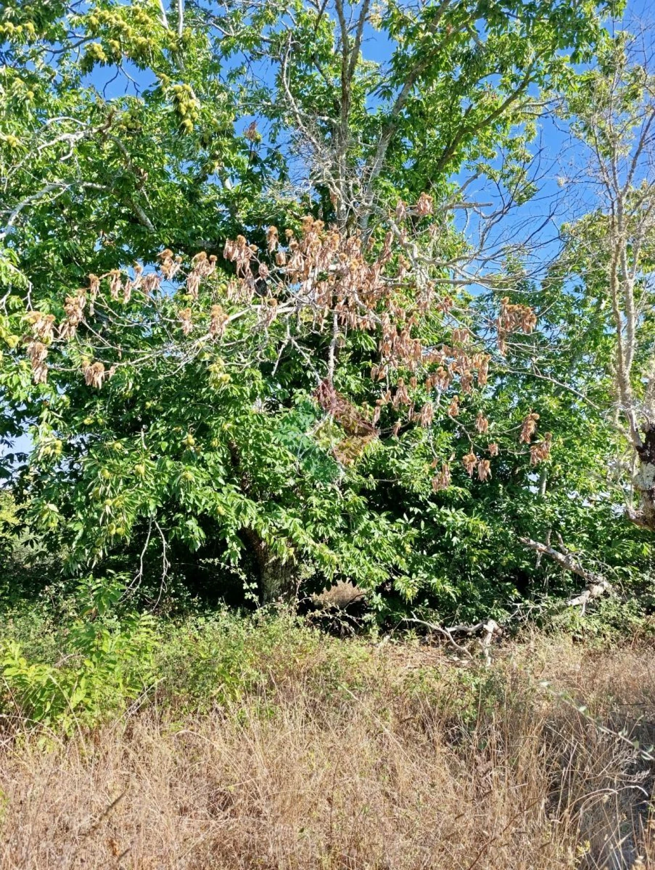 Terreno Agricola ou Rústico para Venda em São Salvador da Aramenha Foto 5