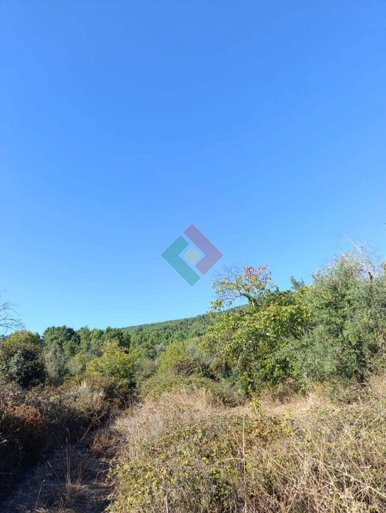 Terreno Agricola ou Rústico para Venda em São Salvador da Aramenha Foto 9