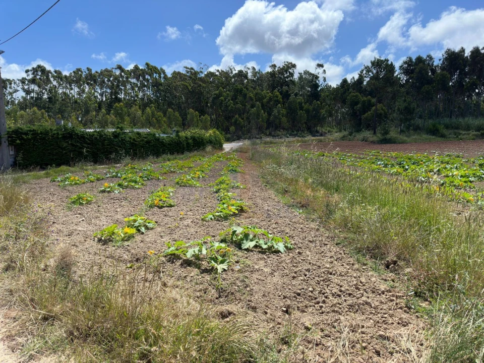 Terreno para Venda em Atouguia da Baleia Foto 18