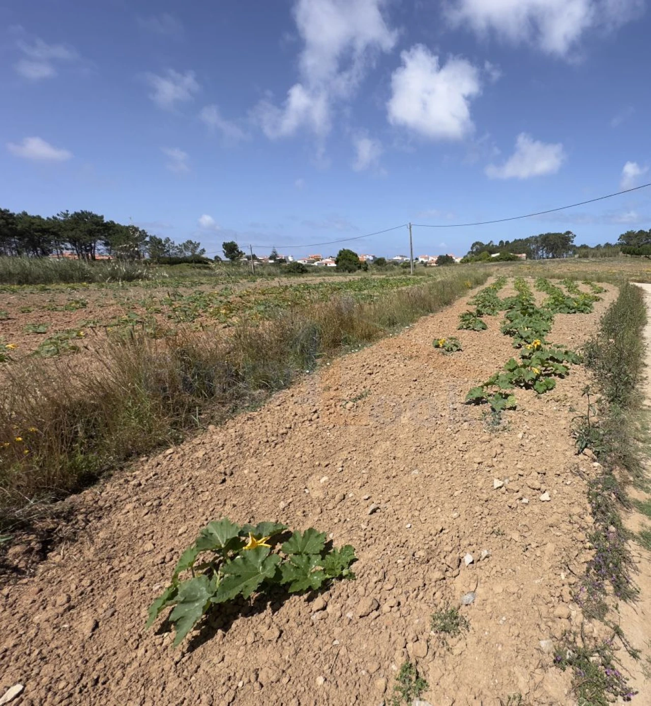 Terreno para Venda em Atouguia da Baleia Foto 2