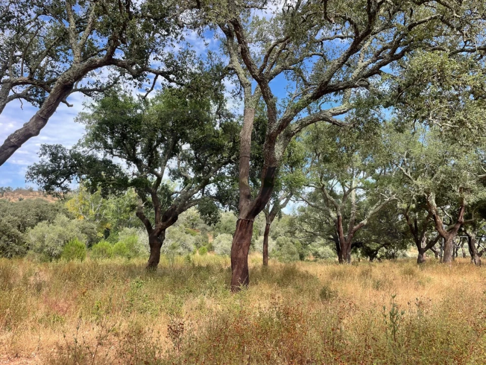 Quinta T3 para Venda em Abela Foto 15