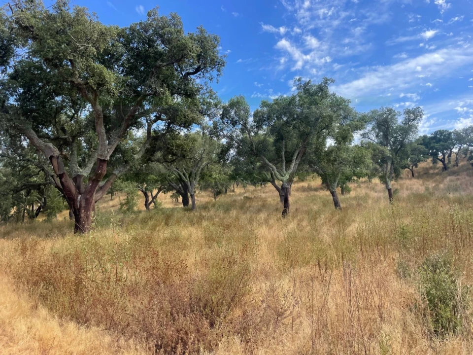 Quinta T3 para Venda em Abela Foto 19