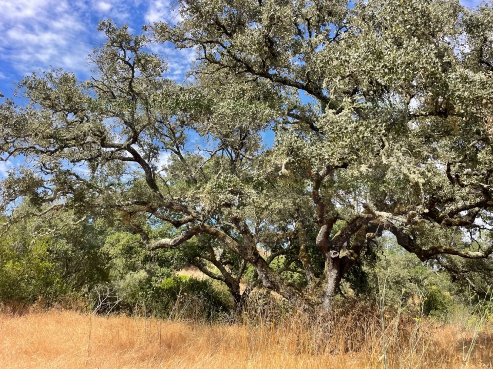 Quinta T3 para Venda em Abela Foto 22