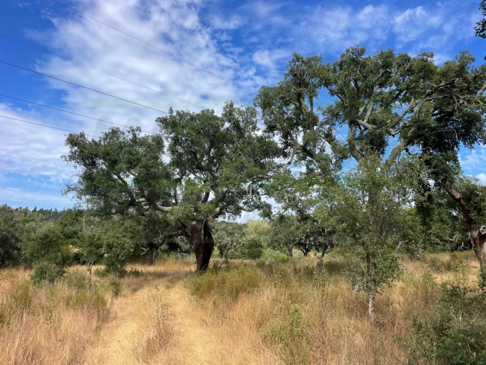 Quinta T3 para Venda em Abela Foto 25