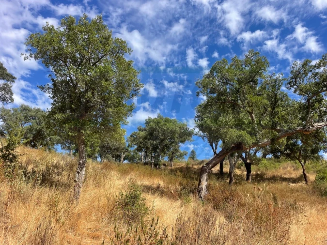 Quinta T3 para Venda em Abela Foto 2