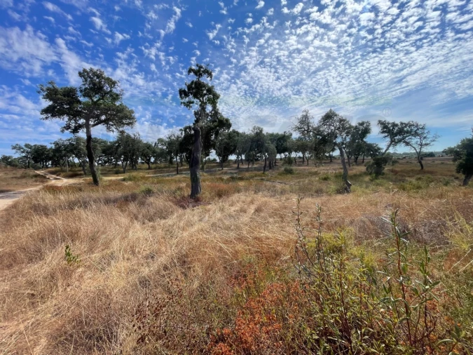 Quinta T3 para Venda em Abela Foto 4