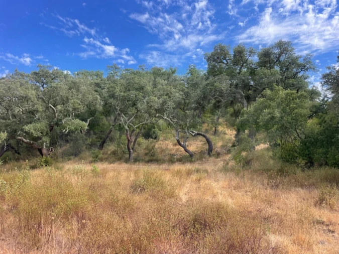 Quinta T3 para Venda em Abela Foto 5