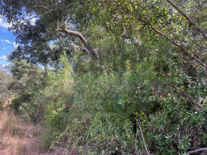 Quinta T3 para Venda em Abela Foto 10