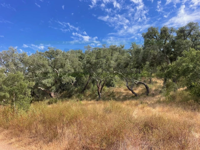 Quinta T3 para Venda em Abela Foto 12