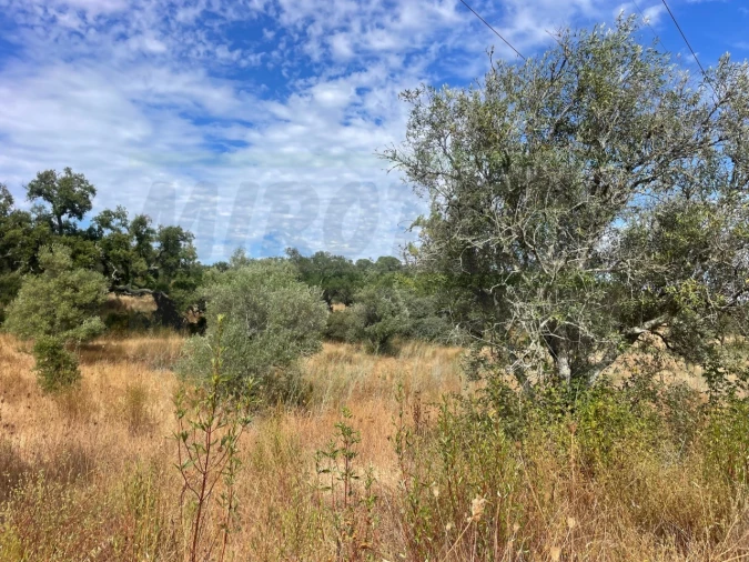 Quinta T3 para Venda em Abela Foto 13