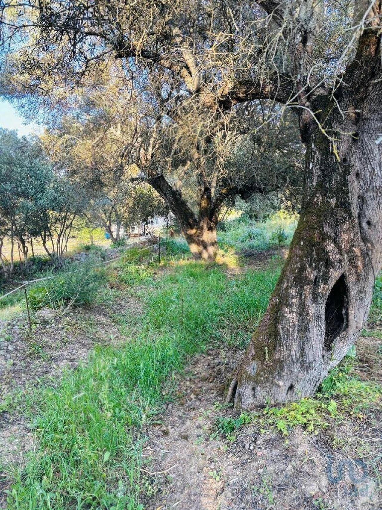 Terreno para Venda em Paderne Foto 7