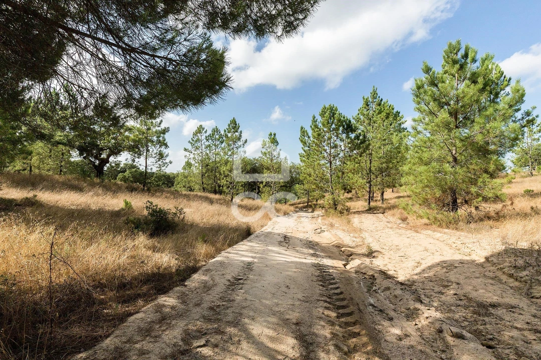 Quinta para Venda em Mora Foto 33