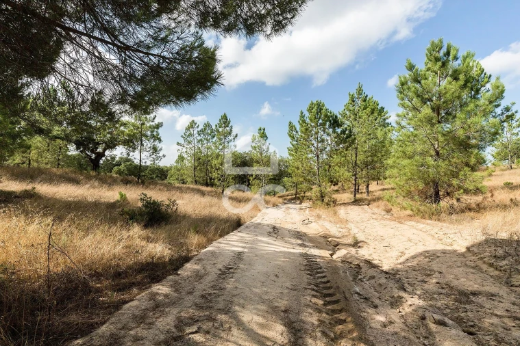 Quinta para Venda em Mora Foto 33