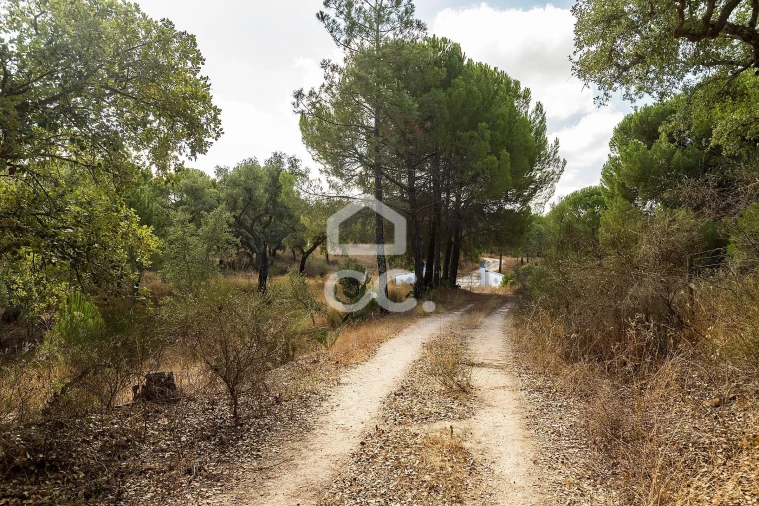 Quinta para Venda em Mora Foto 20