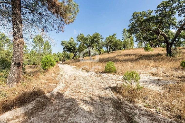 Quinta para Venda em Mora Foto 34