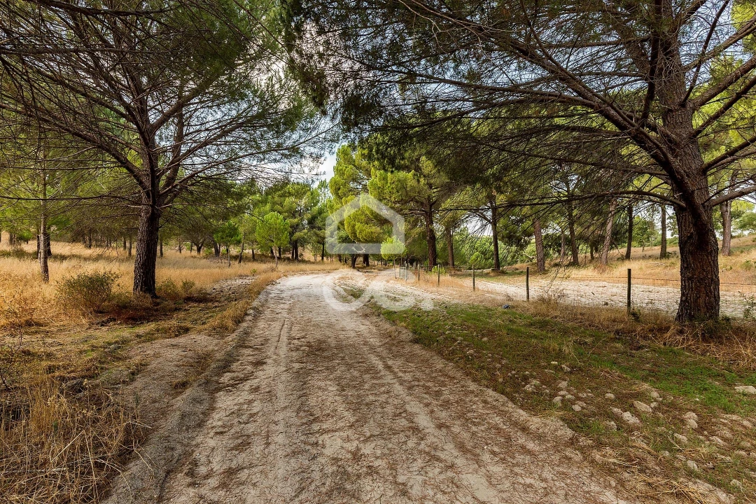 Quinta para Venda em Mora Foto 19