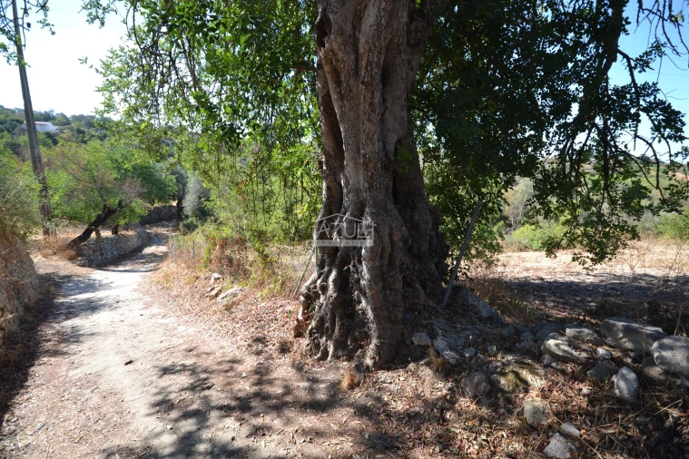 Terreno para Venda em Boliqueime Foto 19