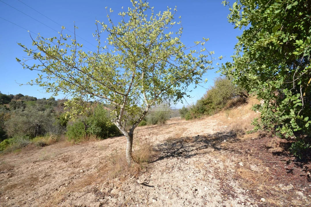 Terreno para Venda em Boliqueime Foto 11