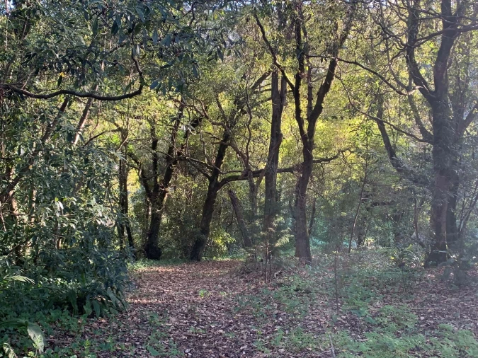 Terreno para Venda em Colares Foto 3