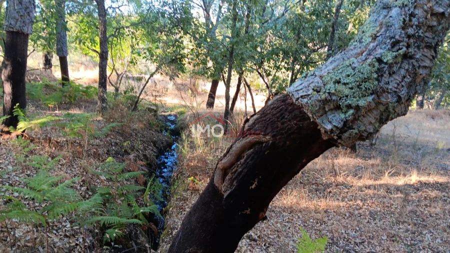 Terreno Agricola ou Rústico para Venda em Santa Maria de Marvão Foto 2