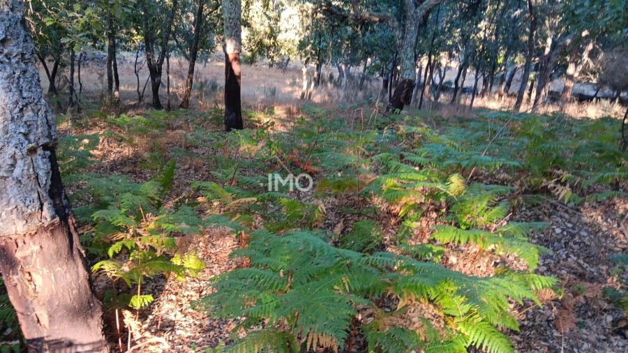 Terreno Agricola ou Rústico para Venda em Santa Maria de Marvão Foto 6