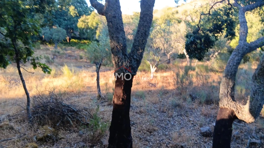 Terreno Agricola ou Rústico para Venda em Santa Maria de Marvão Foto 21