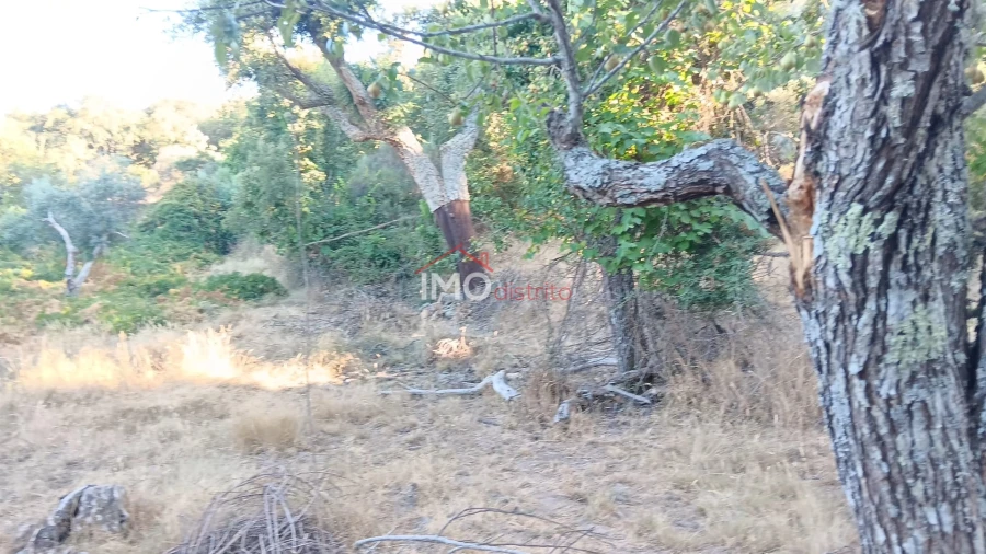 Terreno Agricola ou Rústico para Venda em Santa Maria de Marvão Foto 19
