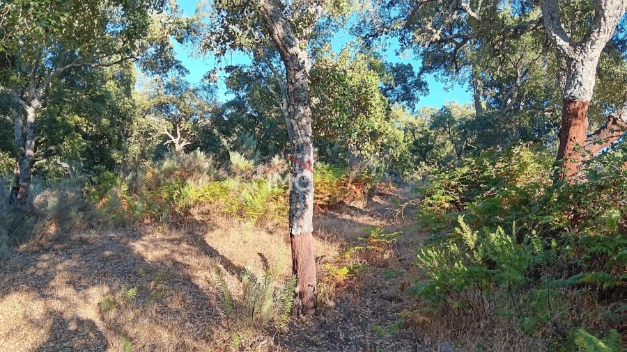 Terreno Agricola ou Rústico para Venda em Santa Maria de Marvão Foto 3