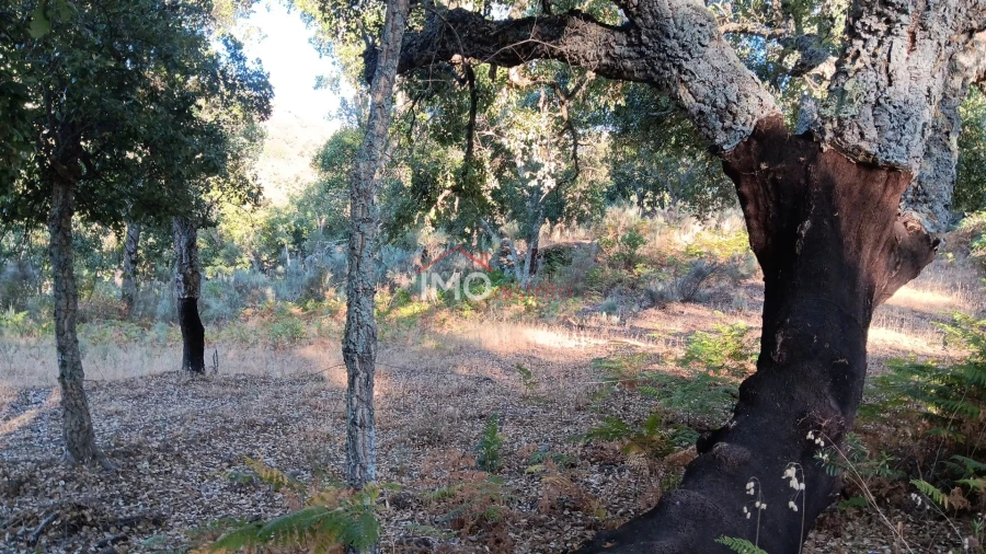 Terreno Agricola ou Rústico para Venda em Santa Maria de Marvão Foto 25