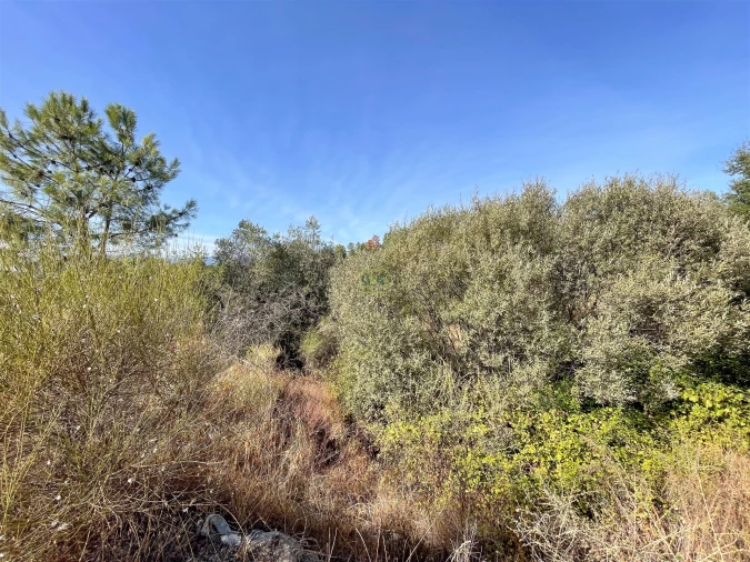 Terreno Agricola ou Rústico para Venda em Tinalhas Foto 27