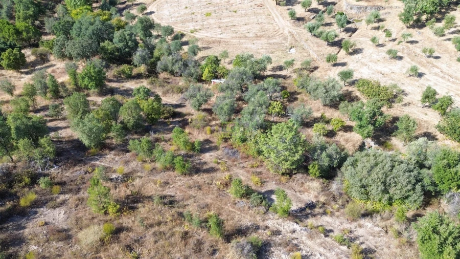 Terreno Agricola ou Rústico para Venda em Tinalhas Foto 14