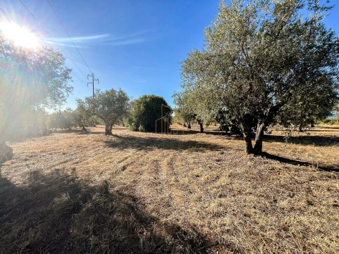 Terreno para Venda em Redondo Foto 3