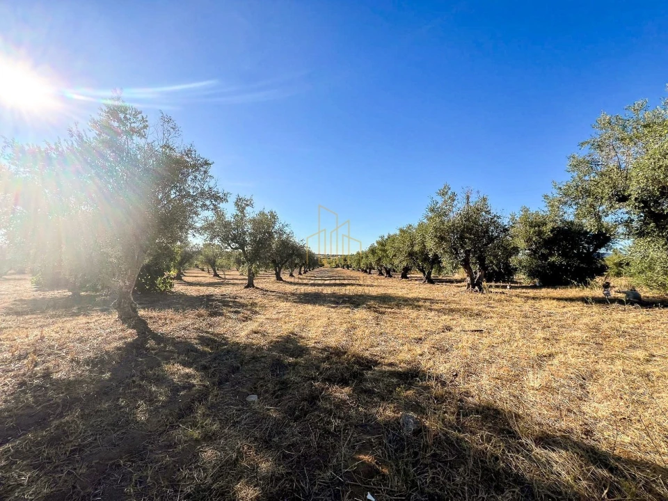 Terreno para Venda em Redondo Foto 2