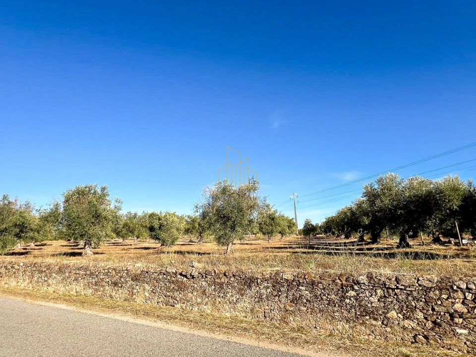 Terreno para Venda em Redondo Foto 5