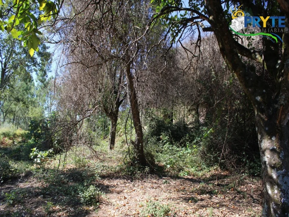 Quinta para Venda em Sertã Foto 15