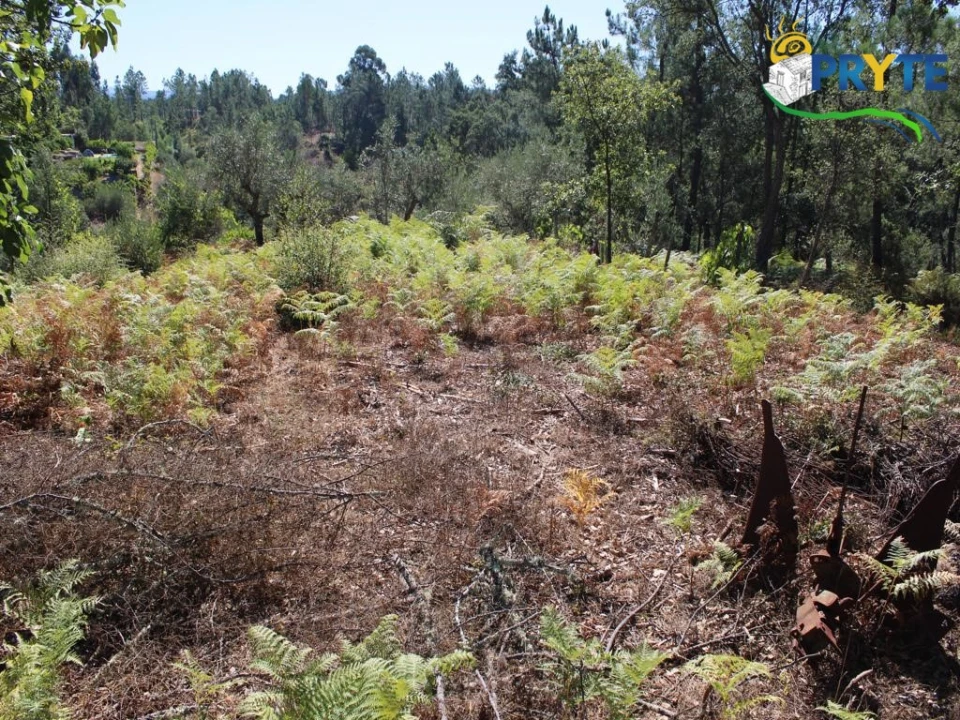 Quinta para Venda em Sertã Foto 19
