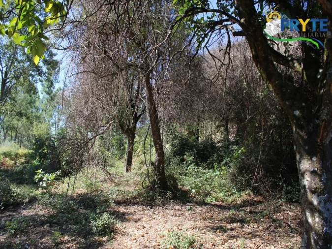 Quinta para Venda em Sertã Foto 15