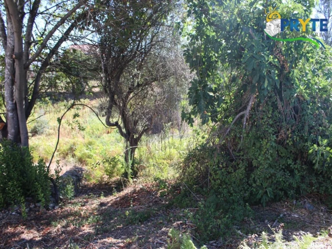 Quinta para Venda em Sertã Foto 18