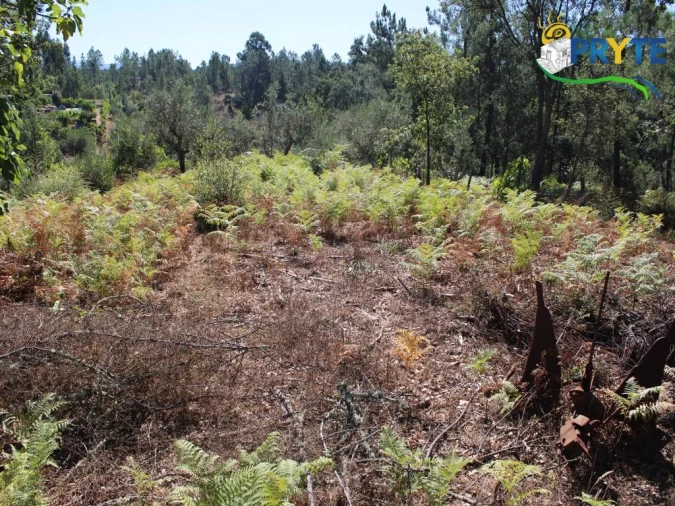 Quinta para Venda em Sertã Foto 19