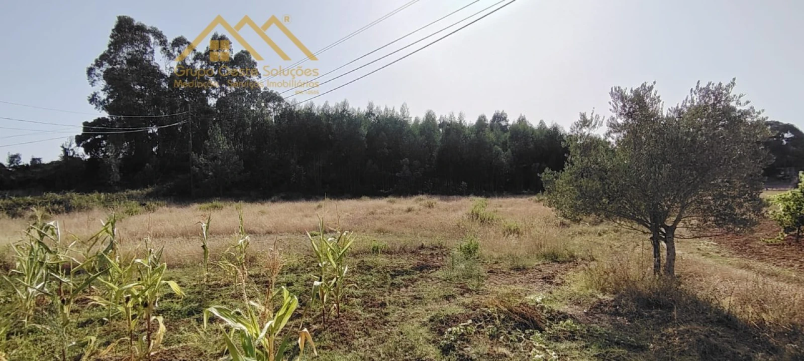 Terreno Agricola ou Rústico para Venda em Maxial e Monte Redondo Foto 4
