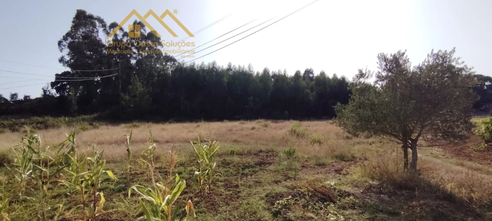 Terreno Agricola ou Rústico para Venda em Maxial e Monte Redondo Foto 10