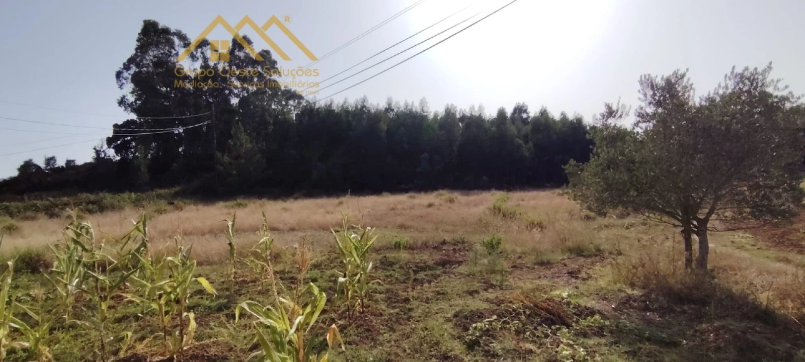 Terreno Agricola ou Rústico para Venda em Maxial e Monte Redondo Foto 13
