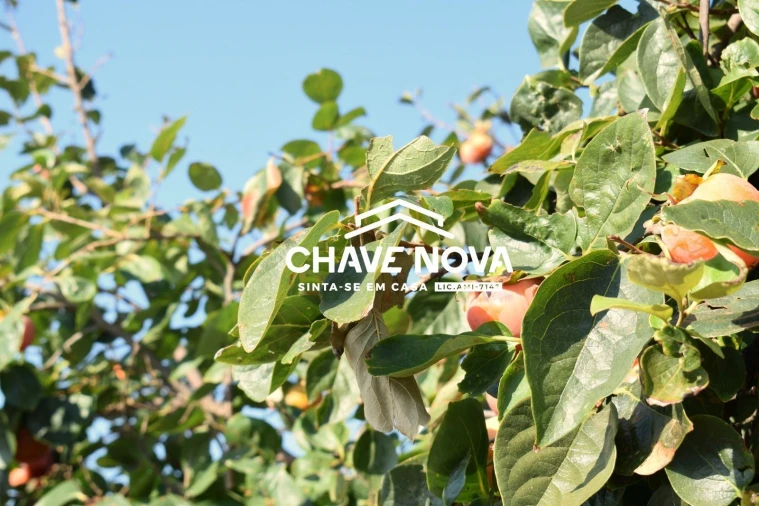 Quinta T2 para Venda em Monchique Foto 8