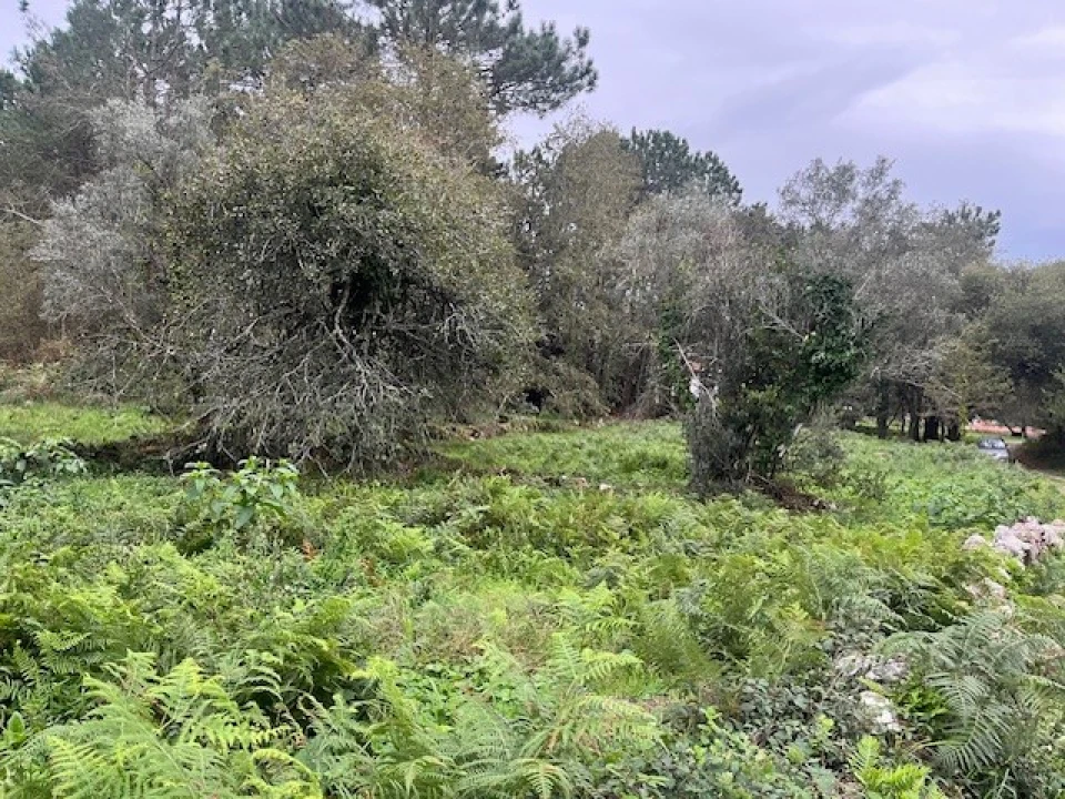 Terreno para Venda em Afife Foto 6